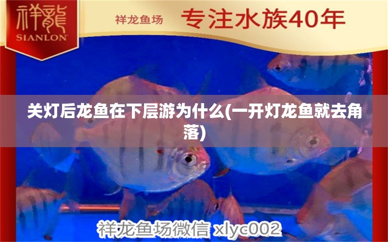 關(guān)燈后龍魚(yú)在下層游為什么(一開(kāi)燈龍魚(yú)就去角落)