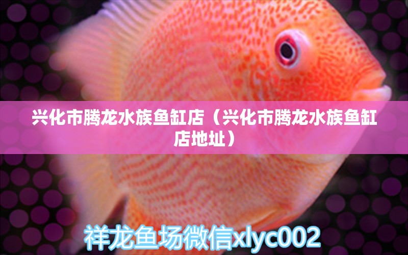 興化市騰龍水族魚缸店（興化市騰龍水族魚缸店地址）