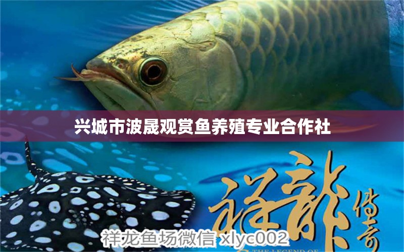 興城市波晟觀賞魚養(yǎng)殖專業(yè)合作社