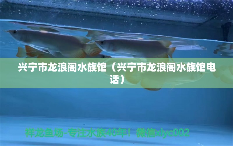 興寧市龍浪閣水族館（興寧市龍浪閣水族館電話） 全國(guó)水族館企業(yè)名錄