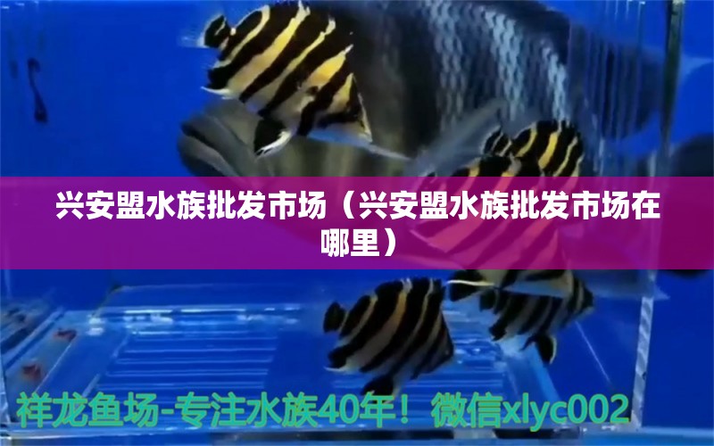 興安盟水族批發(fā)市場（興安盟水族批發(fā)市場在哪里） 觀賞魚水族批發(fā)市場