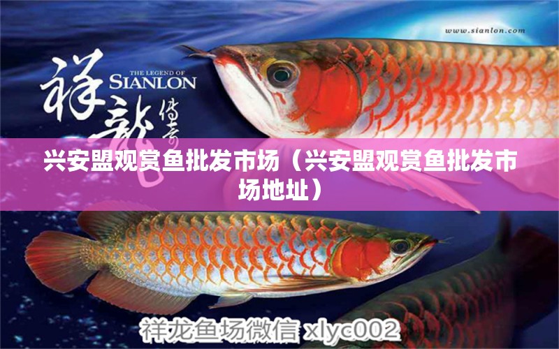 興安盟觀賞魚批發(fā)市場（興安盟觀賞魚批發(fā)市場地址） 觀賞魚批發(fā)