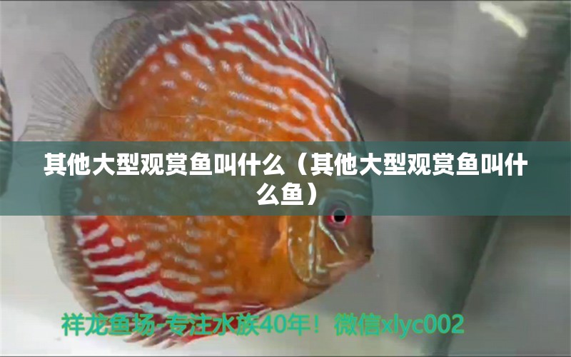 其他大型觀賞魚叫什么（其他大型觀賞魚叫什么魚）