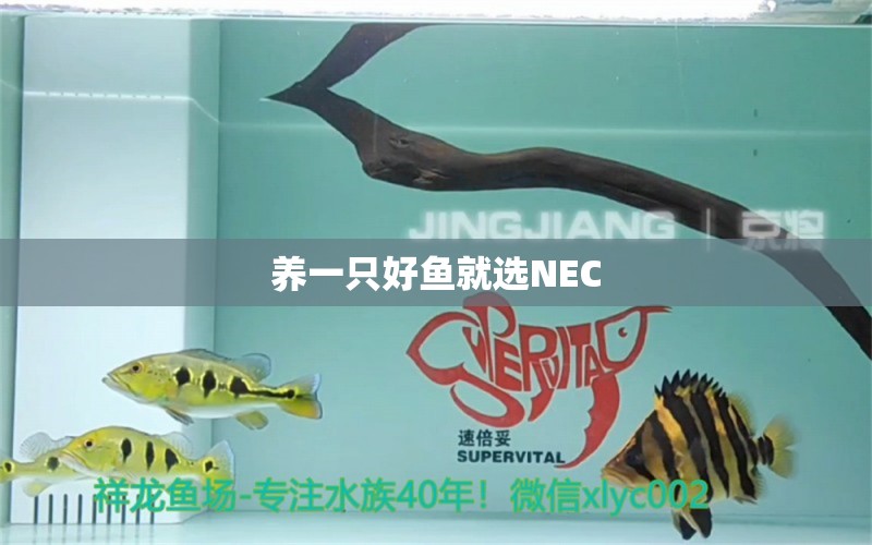 養(yǎng)一只好魚就選NEC 觀賞魚論壇 第2張