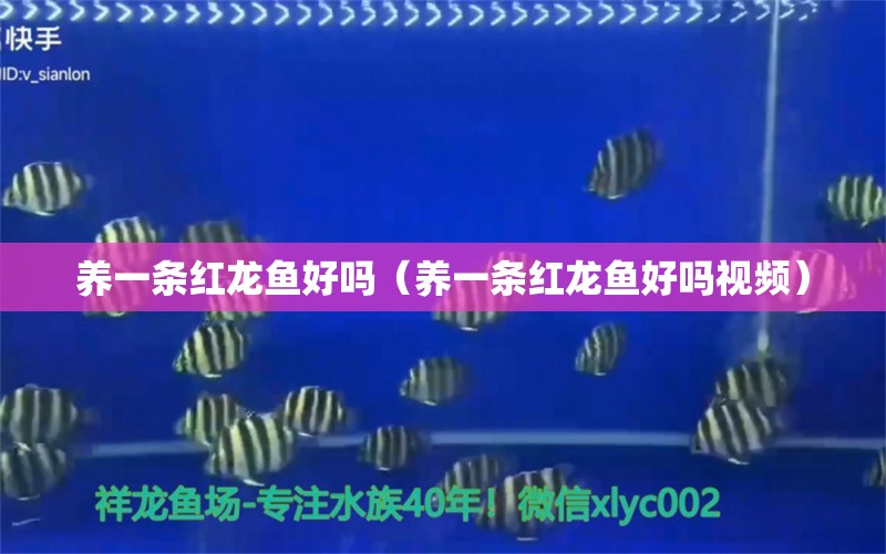 養(yǎng)一條紅龍魚(yú)好嗎（養(yǎng)一條紅龍魚(yú)好嗎視頻）