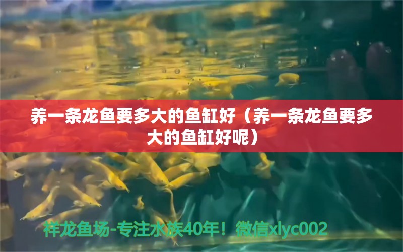 養(yǎng)一條龍魚要多大的魚缸好（養(yǎng)一條龍魚要多大的魚缸好呢） 祥龍水族醫(yī)院