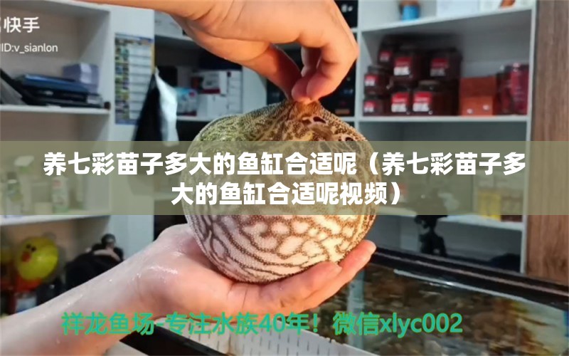 養(yǎng)七彩苗子多大的魚(yú)缸合適呢（養(yǎng)七彩苗子多大的魚(yú)缸合適呢視頻）