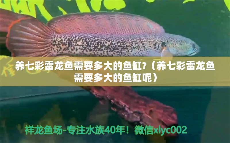 養(yǎng)七彩雷龍魚需要多大的魚缸?（養(yǎng)七彩雷龍魚需要多大的魚缸呢）