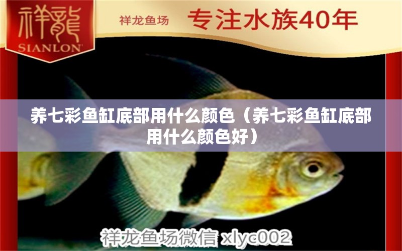 養(yǎng)七彩魚缸底部用什么顏色（養(yǎng)七彩魚缸底部用什么顏色好）