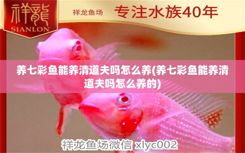 養(yǎng)七彩魚能養(yǎng)清道夫嗎怎么養(yǎng)(養(yǎng)七彩魚能養(yǎng)清道夫嗎怎么養(yǎng)的) 斑馬鴨嘴魚