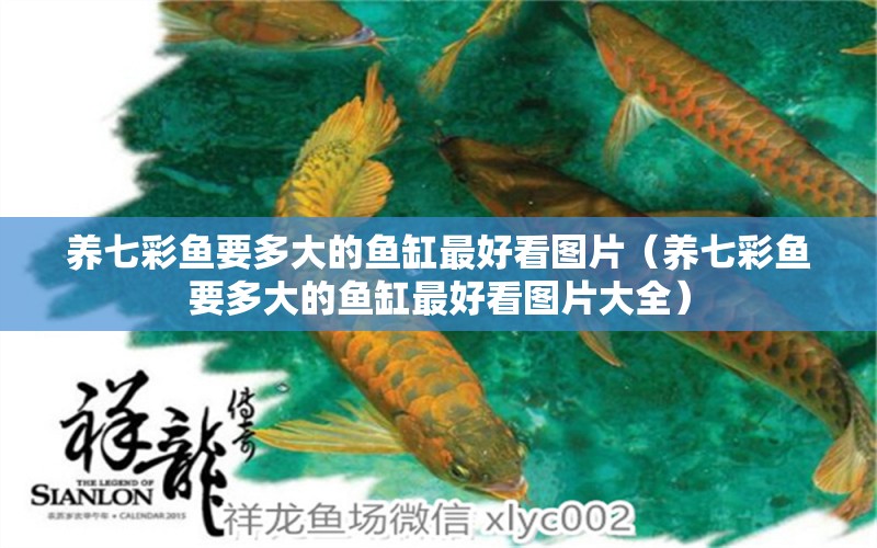 養(yǎng)七彩魚要多大的魚缸最好看圖片（養(yǎng)七彩魚要多大的魚缸最好看圖片大全）