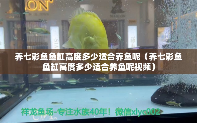 養(yǎng)七彩魚魚缸高度多少適合養(yǎng)魚呢（養(yǎng)七彩魚魚缸高度多少適合養(yǎng)魚呢視頻）