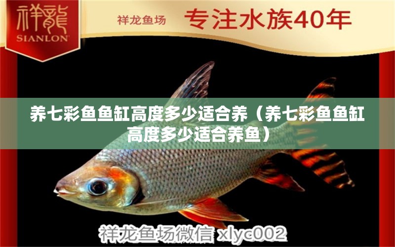 養(yǎng)七彩魚魚缸高度多少適合養(yǎng)（養(yǎng)七彩魚魚缸高度多少適合養(yǎng)魚）