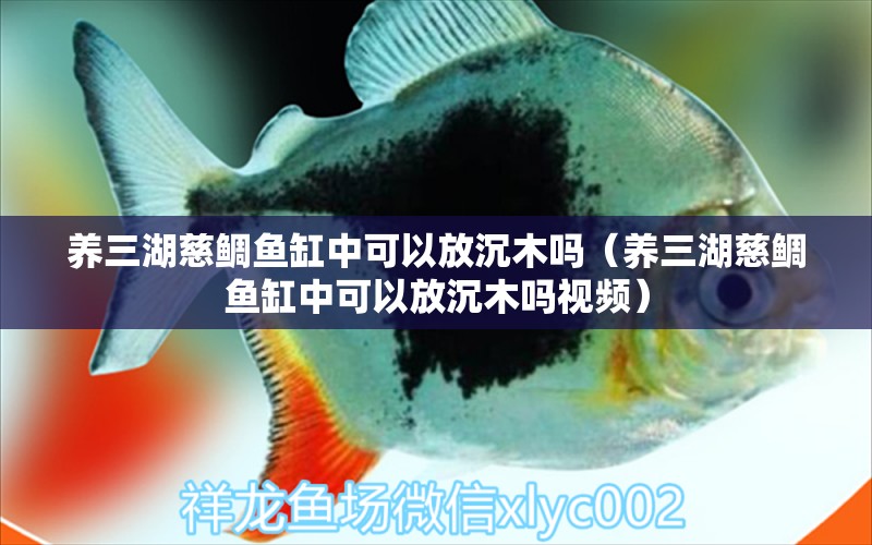 養(yǎng)三湖慈鯛魚缸中可以放沉木嗎（養(yǎng)三湖慈鯛魚缸中可以放沉木嗎視頻）