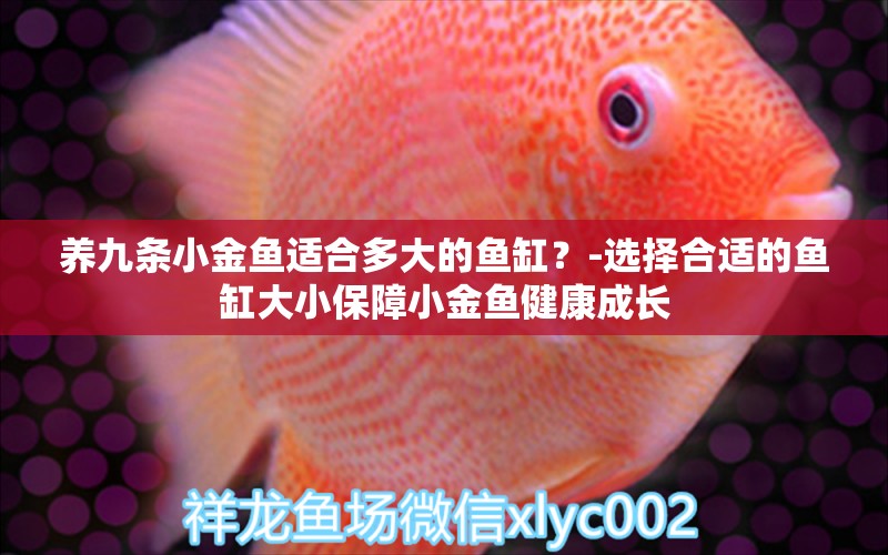 養(yǎng)九條小金魚適合多大的魚缸？-選擇合適的魚缸大小保障小金魚健康成長(zhǎng) 純血皇冠黑白魟魚