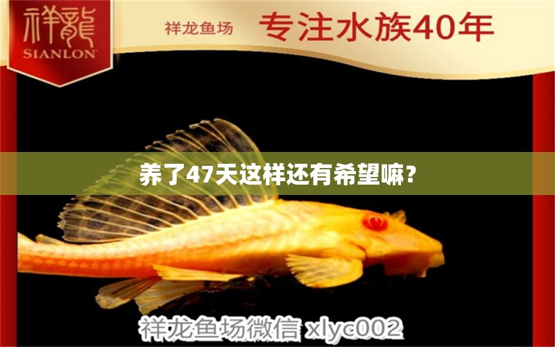 養(yǎng)了47天這樣還有希望嘛？ 過濾設備 第4張