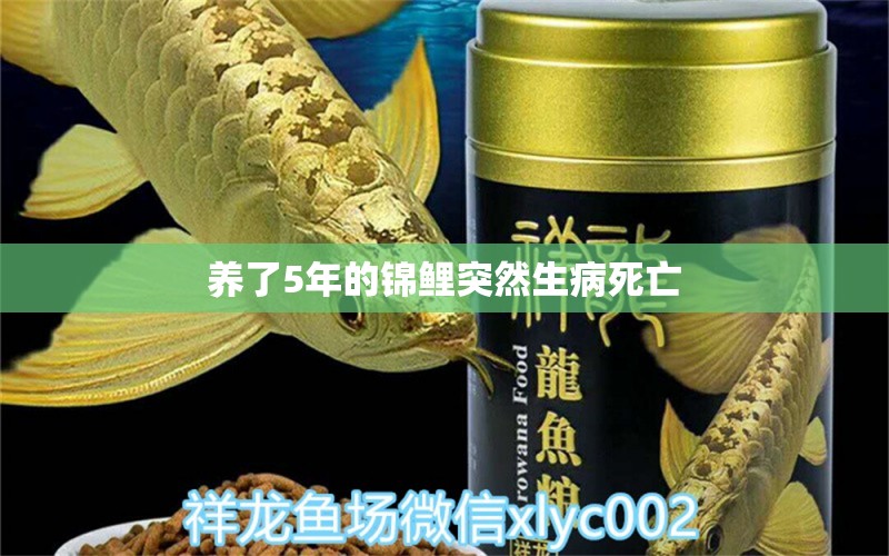 養(yǎng)了5年的錦鯉突然生病死亡 觀賞魚論壇 第2張