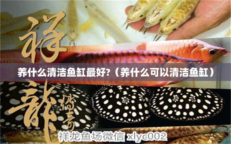 養(yǎng)什么清潔魚缸最好?（養(yǎng)什么可以清潔魚缸） 觀賞魚市場(chǎng)