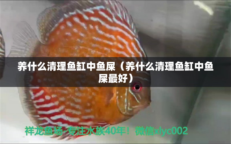 養(yǎng)什么清理魚缸中魚屎（養(yǎng)什么清理魚缸中魚屎最好） 祥龍水族醫(yī)院