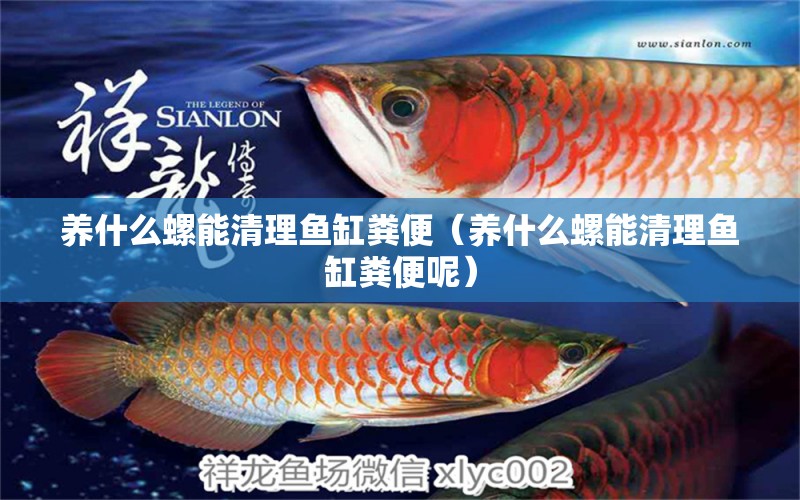 養(yǎng)什么螺能清理魚缸糞便（養(yǎng)什么螺能清理魚缸糞便呢）