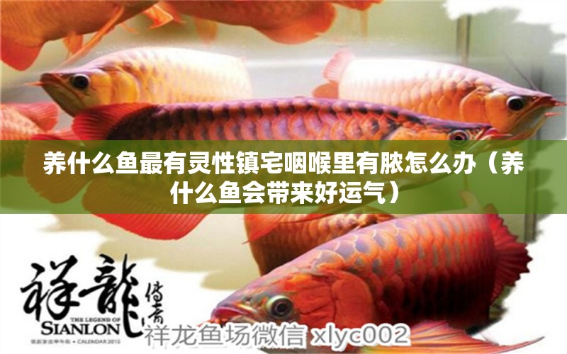 養(yǎng)什么魚最有靈性鎮(zhèn)宅咽喉里有膿怎么辦（養(yǎng)什么魚會帶來好運氣） 紅龍魚魚糧飼料