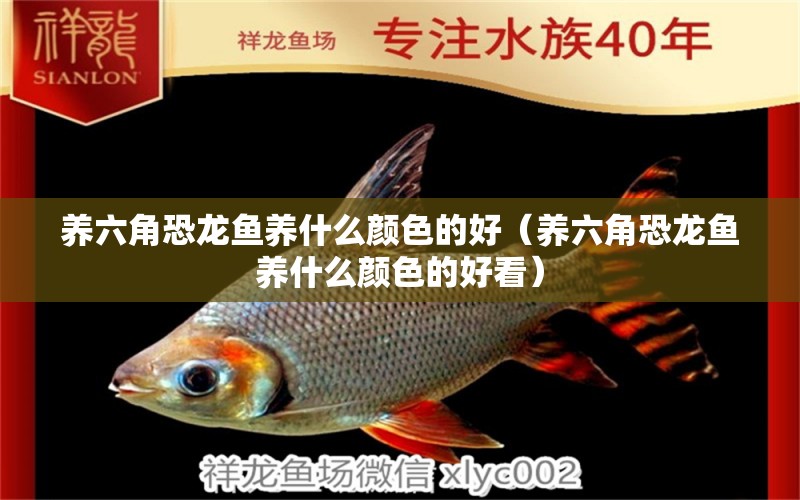 養(yǎng)六角恐龍魚養(yǎng)什么顏色的好（養(yǎng)六角恐龍魚養(yǎng)什么顏色的好看） 二氧化碳設(shè)備 第1張