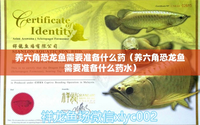 養(yǎng)六角恐龍魚需要準(zhǔn)備什么藥（養(yǎng)六角恐龍魚需要準(zhǔn)備什么藥水） 帝王迷宮魚