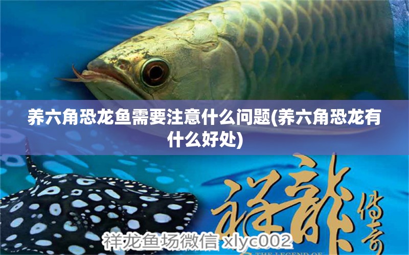 養(yǎng)六角恐龍魚(yú)需要注意什么問(wèn)題(養(yǎng)六角恐龍有什么好處)