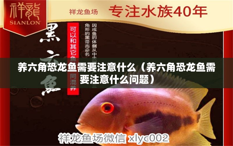 養(yǎng)六角恐龍魚需要注意什么（養(yǎng)六角恐龍魚需要注意什么問題） 祥龍水族醫(yī)院