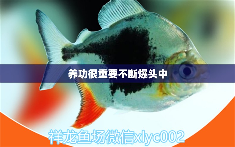 養(yǎng)功很重要不斷爆頭中 海象魚