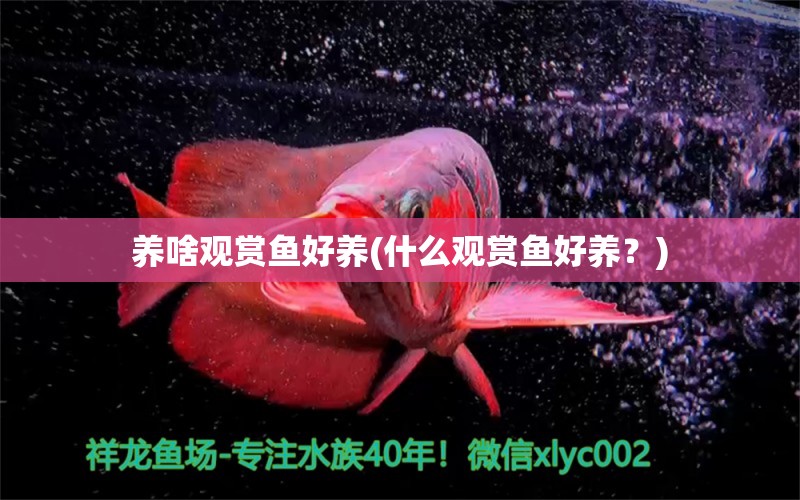 養(yǎng)啥觀賞魚(yú)好養(yǎng)(什么觀賞魚(yú)好養(yǎng)？) 養(yǎng)魚(yú)的好處