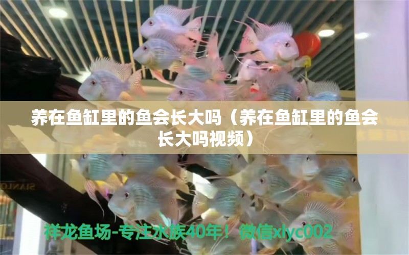 養(yǎng)在魚缸里的魚會長大嗎（養(yǎng)在魚缸里的魚會長大嗎視頻） 觀賞魚市場（混養(yǎng)魚）