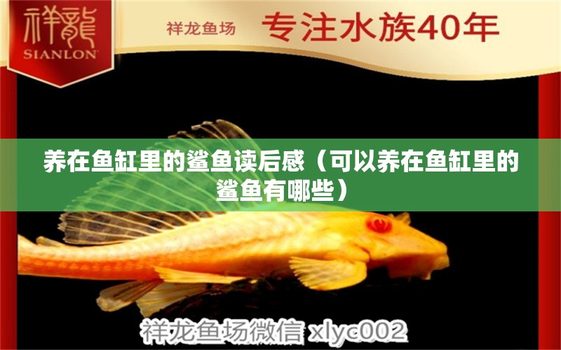 養(yǎng)在魚缸里的鯊魚讀后感（可以養(yǎng)在魚缸里的鯊魚有哪些）