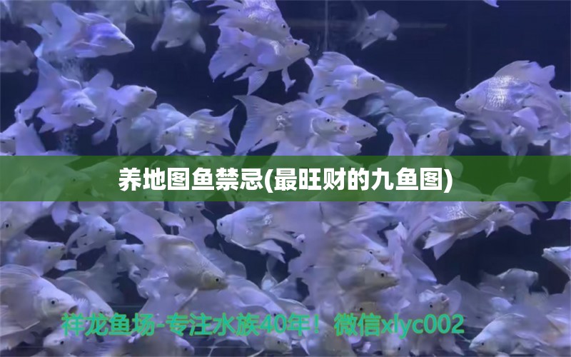 養(yǎng)地圖魚禁忌(最旺財(cái)?shù)木鹏~圖) 觀賞魚 第1張