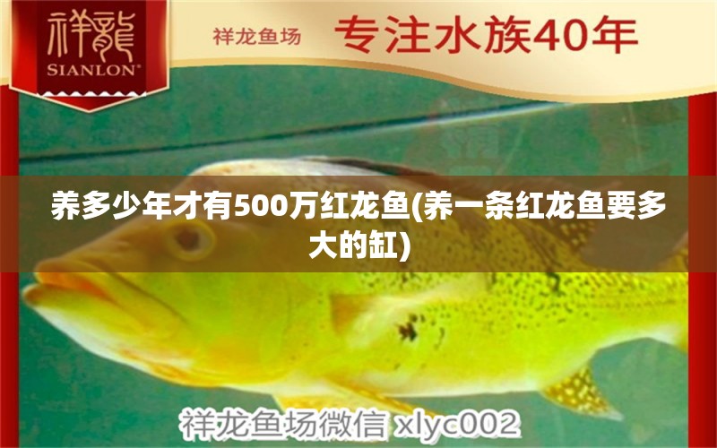 養(yǎng)多少年才有500萬紅龍魚(養(yǎng)一條紅龍魚要多大的缸) 斑馬鴨嘴魚苗