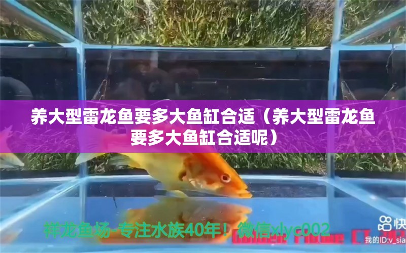 養(yǎng)大型雷龍魚要多大魚缸合適（養(yǎng)大型雷龍魚要多大魚缸合適呢）