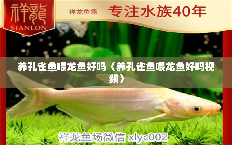 養(yǎng)孔雀魚喂龍魚好嗎（養(yǎng)孔雀魚喂龍魚好嗎視頻）