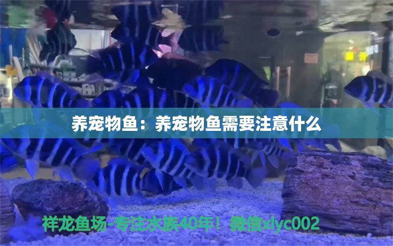 養(yǎng)寵物魚：養(yǎng)寵物魚需要注意什么 水族雜談