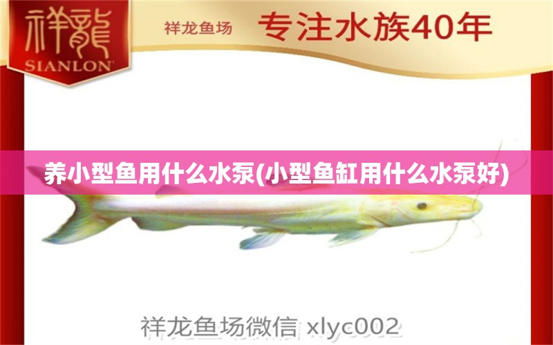 養(yǎng)小型魚用什么水泵(小型魚缸用什么水泵好) 元寶鳳凰魚專用魚糧