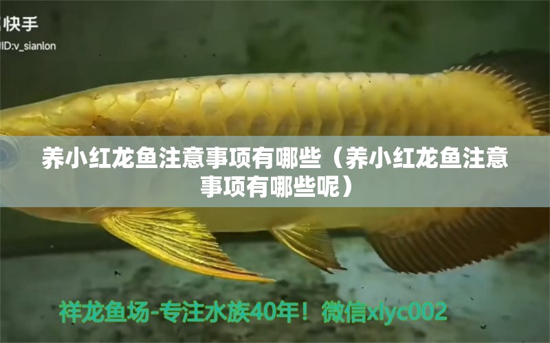 養(yǎng)小紅龍魚注意事項有哪些（養(yǎng)小紅龍魚注意事項有哪些呢）