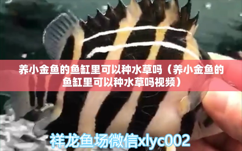 養(yǎng)小金魚(yú)的魚(yú)缸里可以種水草嗎（養(yǎng)小金魚(yú)的魚(yú)缸里可以種水草嗎視頻）