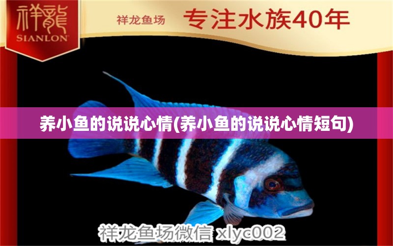 養(yǎng)小魚(yú)的說(shuō)說(shuō)心情(養(yǎng)小魚(yú)的說(shuō)說(shuō)心情短句) 巴卡雷龍魚(yú)