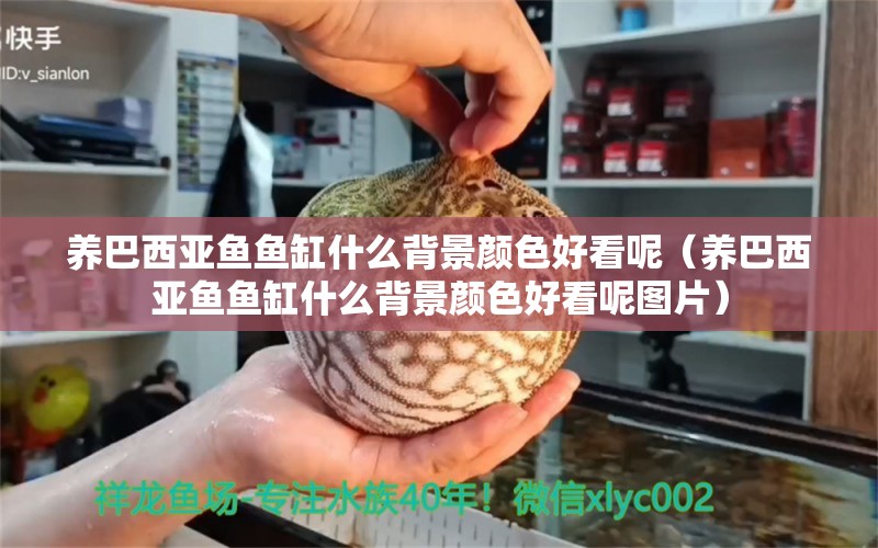 養(yǎng)巴西亞魚魚缸什么背景顏色好看呢（養(yǎng)巴西亞魚魚缸什么背景顏色好看呢圖片）