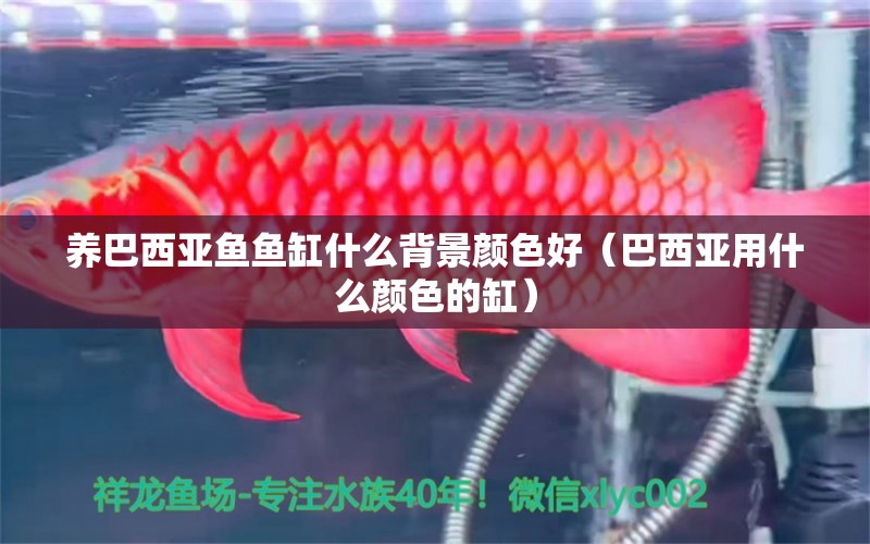 養(yǎng)巴西亞魚(yú)魚(yú)缸什么背景顏色好（巴西亞用什么顏色的缸）