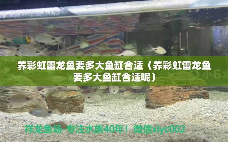 養(yǎng)彩虹雷龍魚(yú)要多大魚(yú)缸合適（養(yǎng)彩虹雷龍魚(yú)要多大魚(yú)缸合適呢）