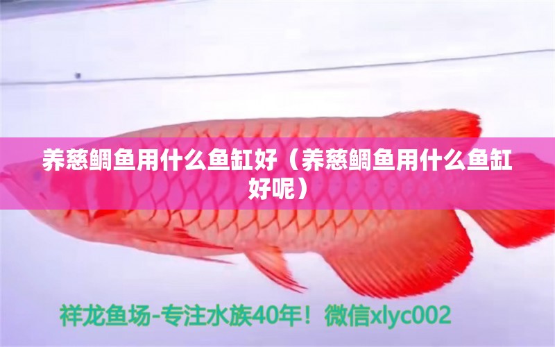 養(yǎng)慈鯛魚用什么魚缸好（養(yǎng)慈鯛魚用什么魚缸好呢）