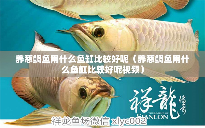 養(yǎng)慈鯛魚用什么魚缸比較好呢（養(yǎng)慈鯛魚用什么魚缸比較好呢視頻）