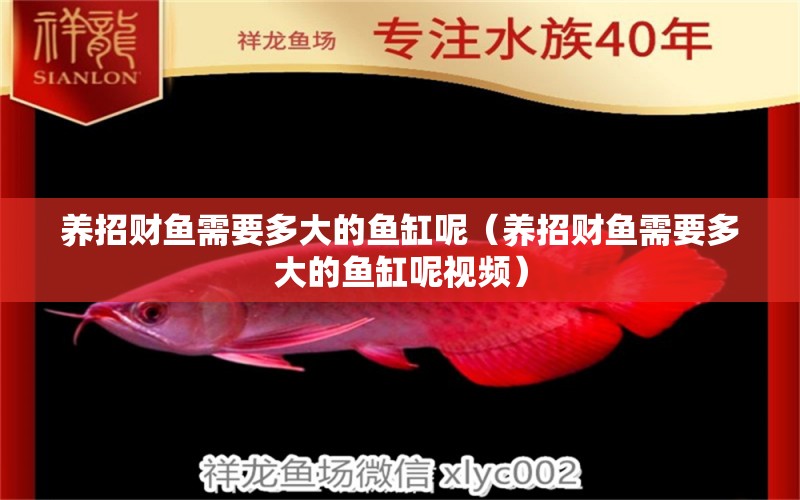 養(yǎng)招財魚需要多大的魚缸呢（養(yǎng)招財魚需要多大的魚缸呢視頻）