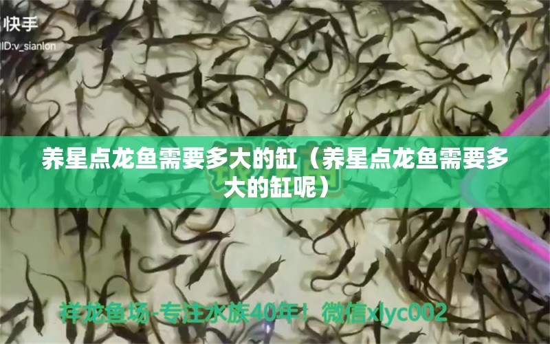 養(yǎng)星點(diǎn)龍魚(yú)需要多大的缸（養(yǎng)星點(diǎn)龍魚(yú)需要多大的缸呢）