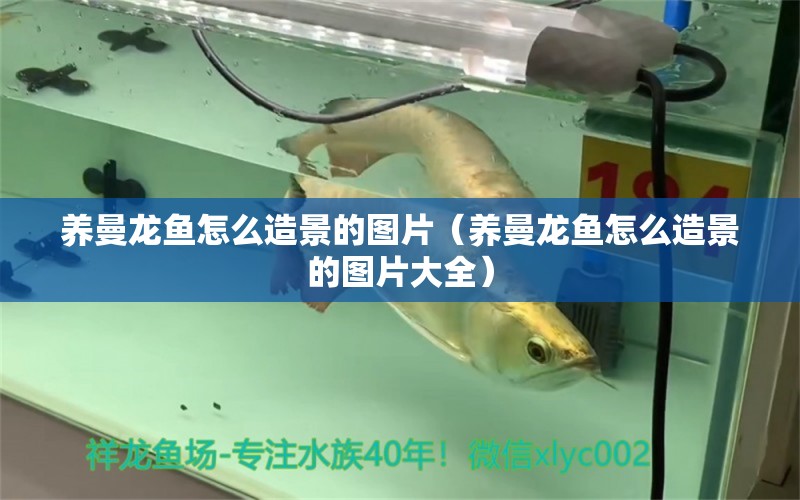 養(yǎng)曼龍魚怎么造景的圖片（養(yǎng)曼龍魚怎么造景的圖片大全）